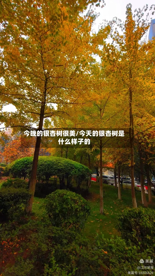 今晚的银杏树很美/今天的银杏树是什么样子的-第2张图片